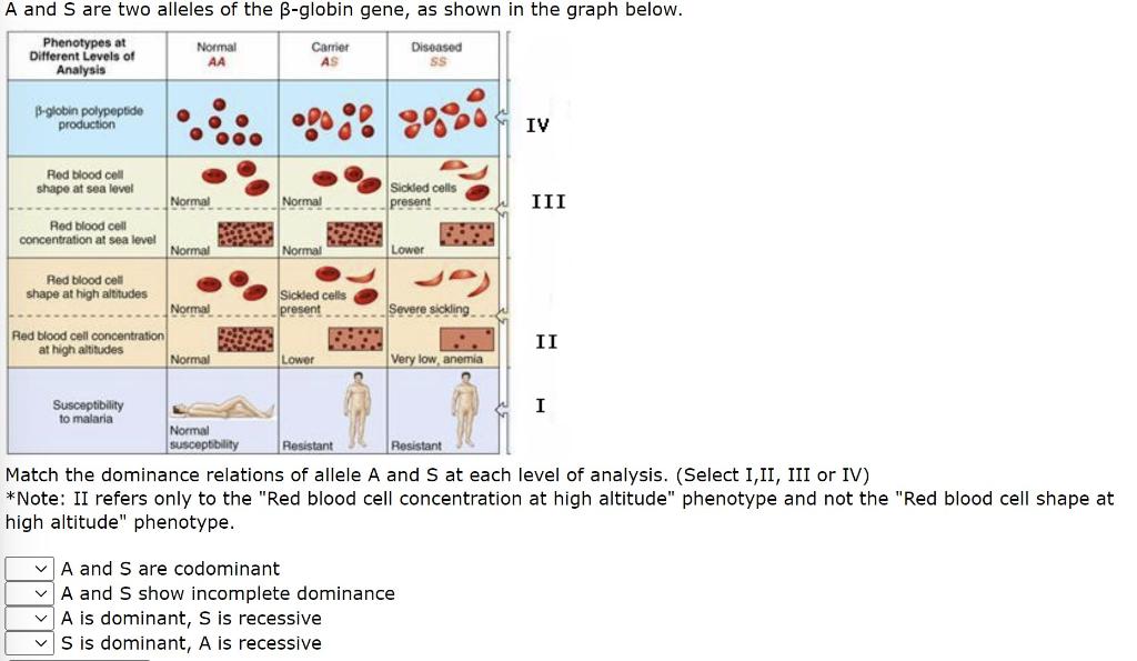 Solved Match the dominance relations of allele A and S at | Chegg.com