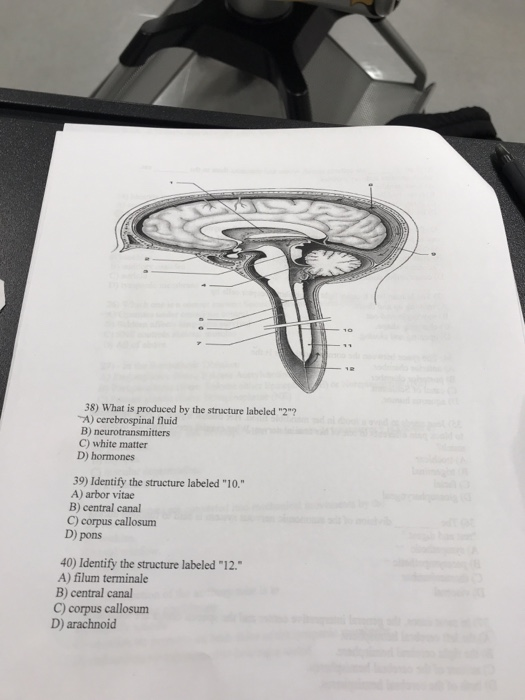 Solved 38) What is produced by the structure labeled 