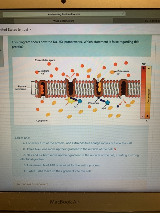 Solved This diagram shows how the Na+/K+ pump works. Which