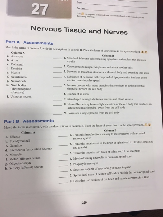 Solved Part B Assessments Atch The Muscles In Column A With | Chegg.com