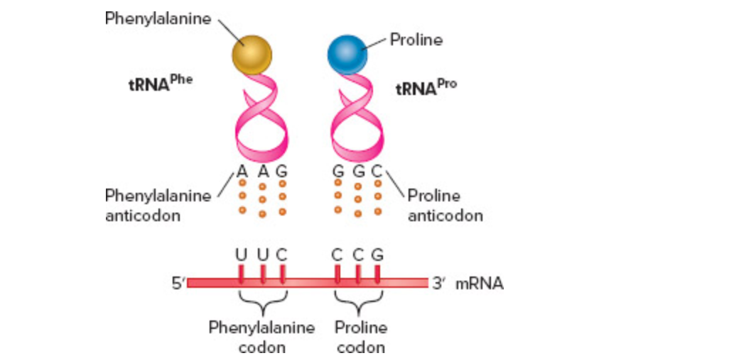 Solved A Trna Has An Anticodon Sequence Of 5 Ccg 3 Whic Chegg Com