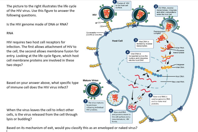 Solved Fusion of HIV to the host cell surface The picture to | Chegg.com