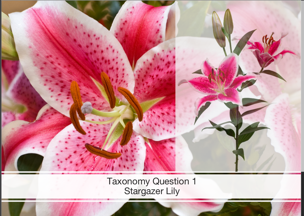 Solved write a description of the flowers and leaves of a | Chegg.com