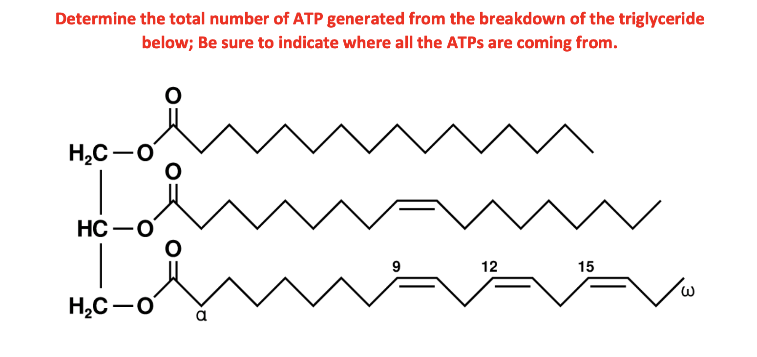 Solved Determine the total number of ATP generated from the | Chegg.com