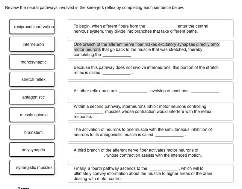 Solved Review the neural pathways involved in the knee-jerk | Chegg.com