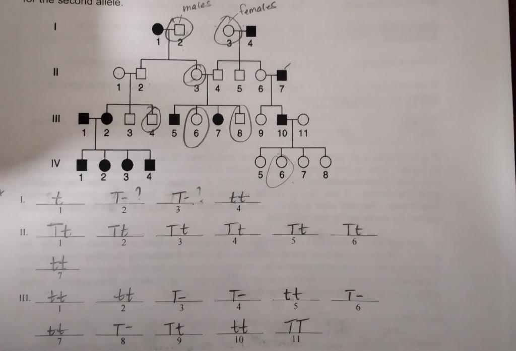 Solved Exercise 2 - Human Pedigrees represent unaffected | Chegg.com