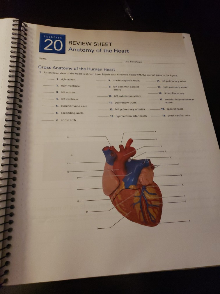 Exercise 20 Review Sheet Anatomy Of The Heart Name Chegg 