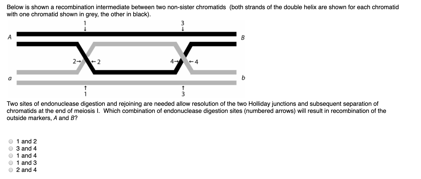 Solved Below Is Shown A Recombination Intermediate Between | Chegg.com