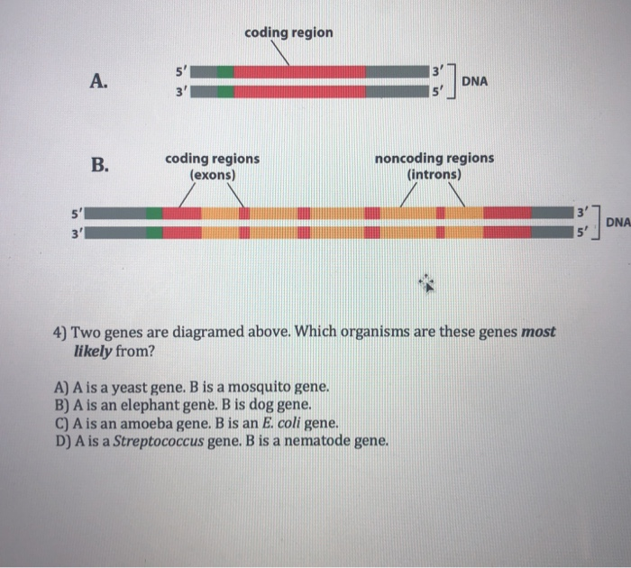 Solved coding region 5 A. DNA B. coding regions (exons) | Chegg.com
