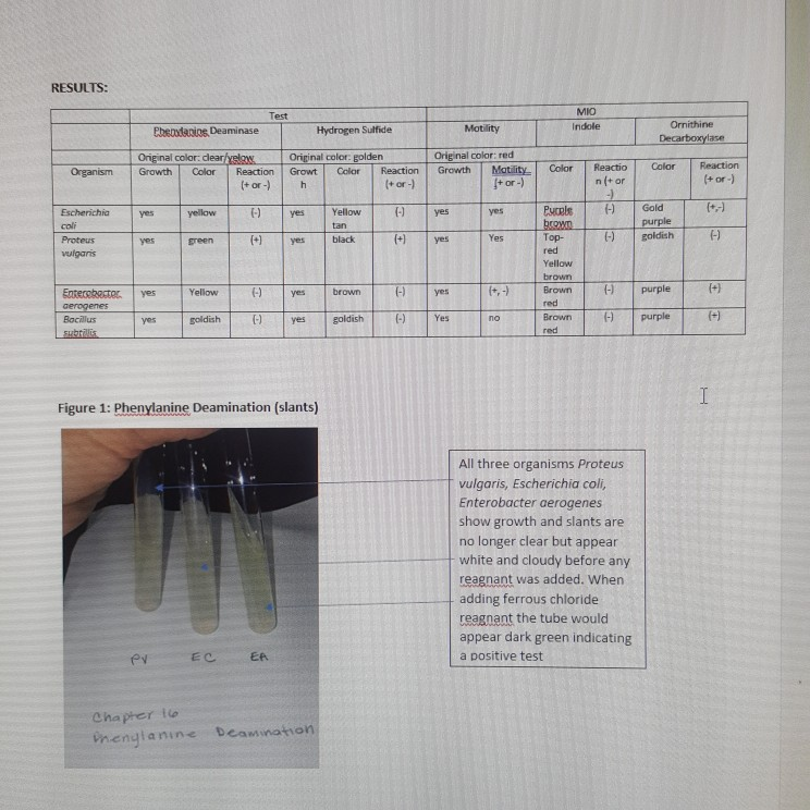 Solved LAB 16 Protein catabolism, Part 2 PURPOSE To be