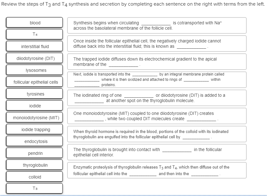 Solved Review The Steps Of T3 And T4 Synthesis And Secretion 