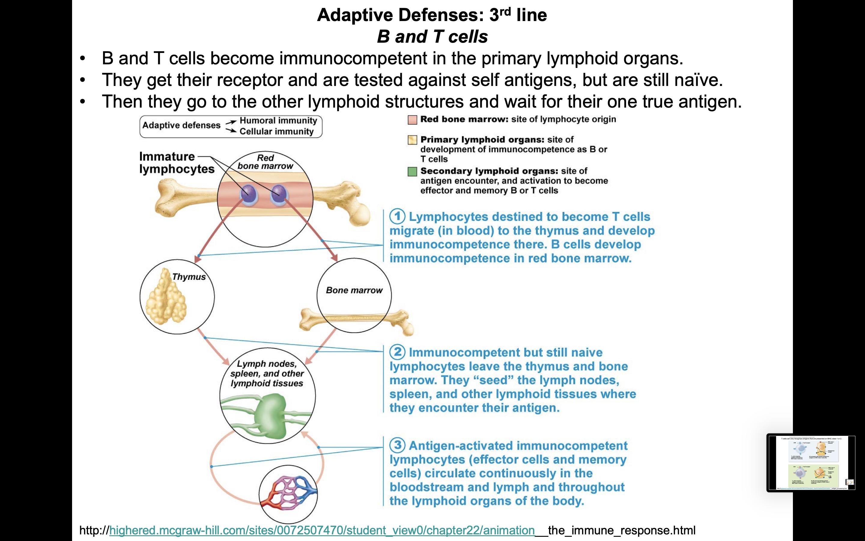 Lymphatic Ap2 Notes Flashcards | Chegg.com Lymphatic Ap2 Notes Flashcards | Chegg.com