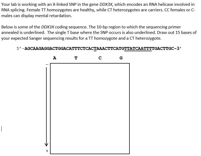 Solved Your lab is working with an X-linked SNP in the gene | Chegg.com