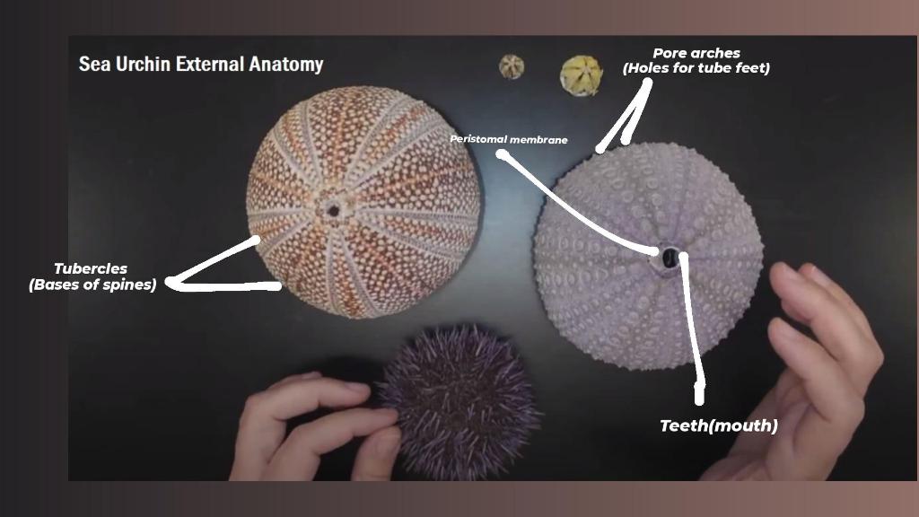 sea urchin external anatomy