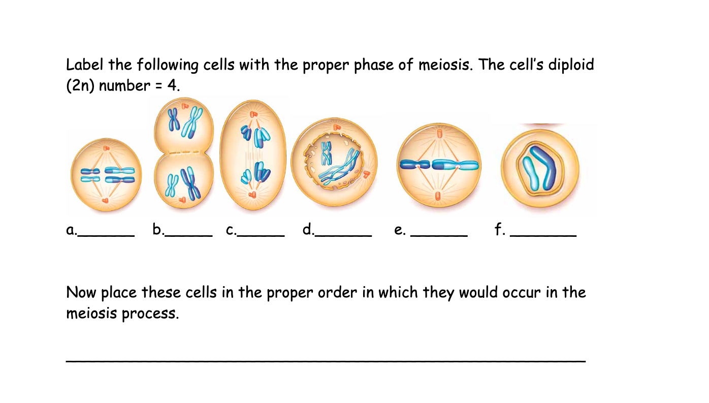 Solved Label the following cells with the proper phase of | Chegg.com