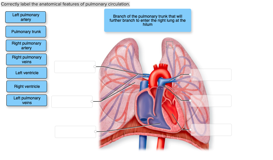 Question Correctly Label The Anatomical Features Of Pulmonary Circulation Left Pulmonary Artery Branch Of The Pulmonary Trunk That Will Further Branch To Enter The Right Lung At The Hilum Pulmonary Trunk Right