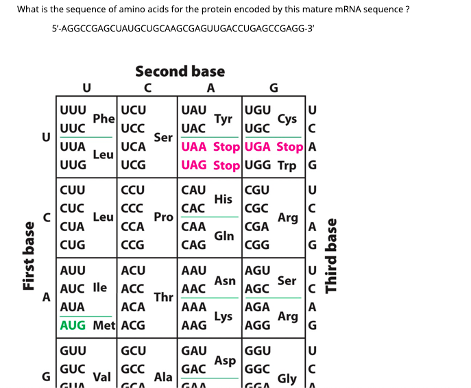 Solved What is the sequence of amino acids for the protein | Chegg.com