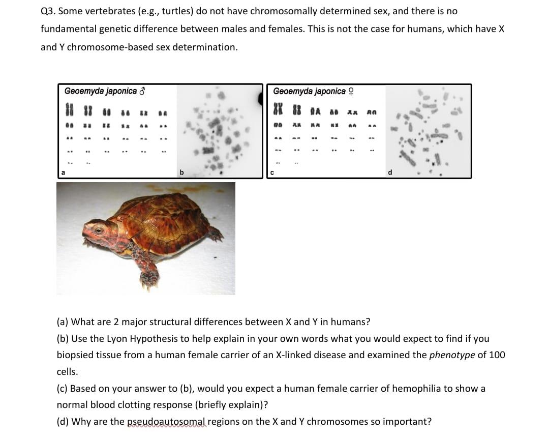 Solved Q3. Some vertebrates (e.g., turtles) do not have | Chegg.com