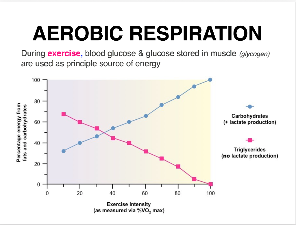 Aerobic respiration exercise sale