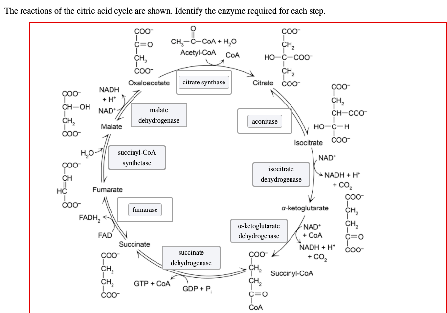 Solved The reactions of the citric acid cycle are shown. | Chegg.com