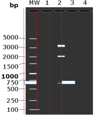Solved The researcher designs primers for the GOI to run a | Chegg.com
