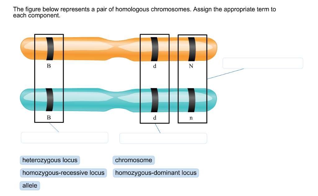 solved-the-figure-below-represents-a-pair-of-homologous-chegg