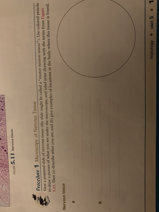 FIGURE 5.11 Nervous Tissue. Procedure 1 Microscopy... | Chegg.com