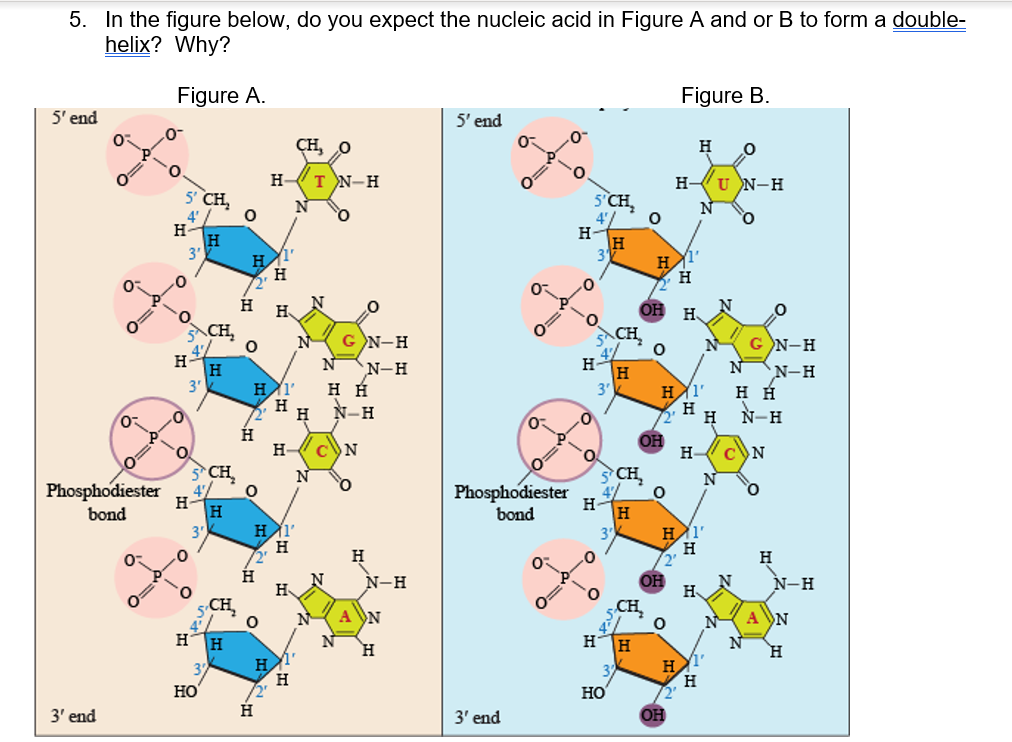 Solved Nucleotides & Nucleic Acids Laboratory Exercise. | Chegg.com