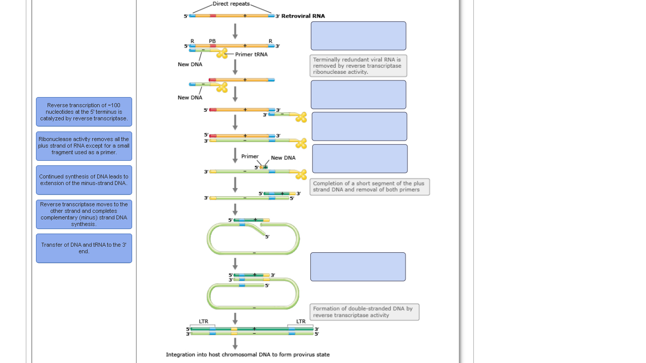 Solved The ability of retroviruses to form a dsDNA | Chegg.com