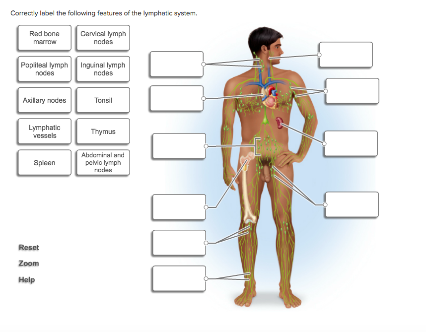 lymphatic system critical thinking questions