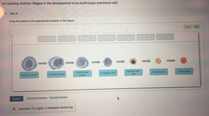 Art Labeling Activity Components Of Blood – Zoubaeir Ideas