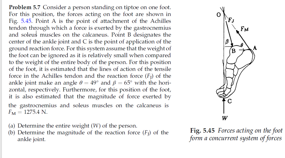 Solved Fj FM A B A Problem 5.7 Consider A Person Standing On | Chegg.com