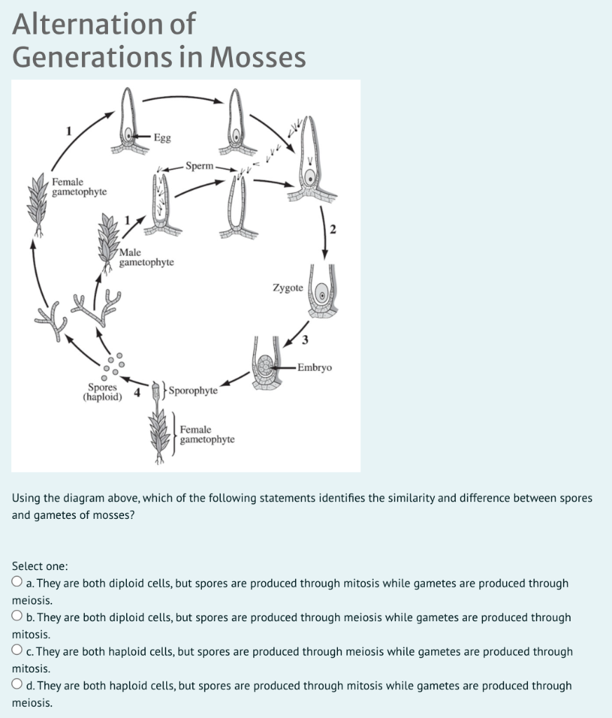 Solved Alternation of Generations in Mosses Egg Sperm Female | Chegg.com