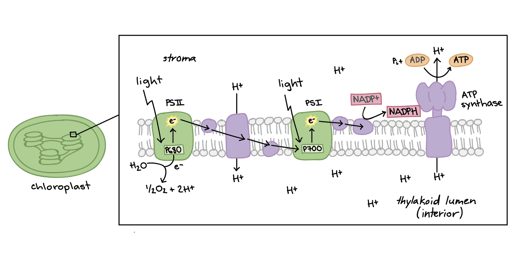 Надф в фотосинтезе. Фотосистема 1 и 2. Light dependent Reaction. The Light-dependent Stage of Photosynthesis. Фотофосфорилирование.