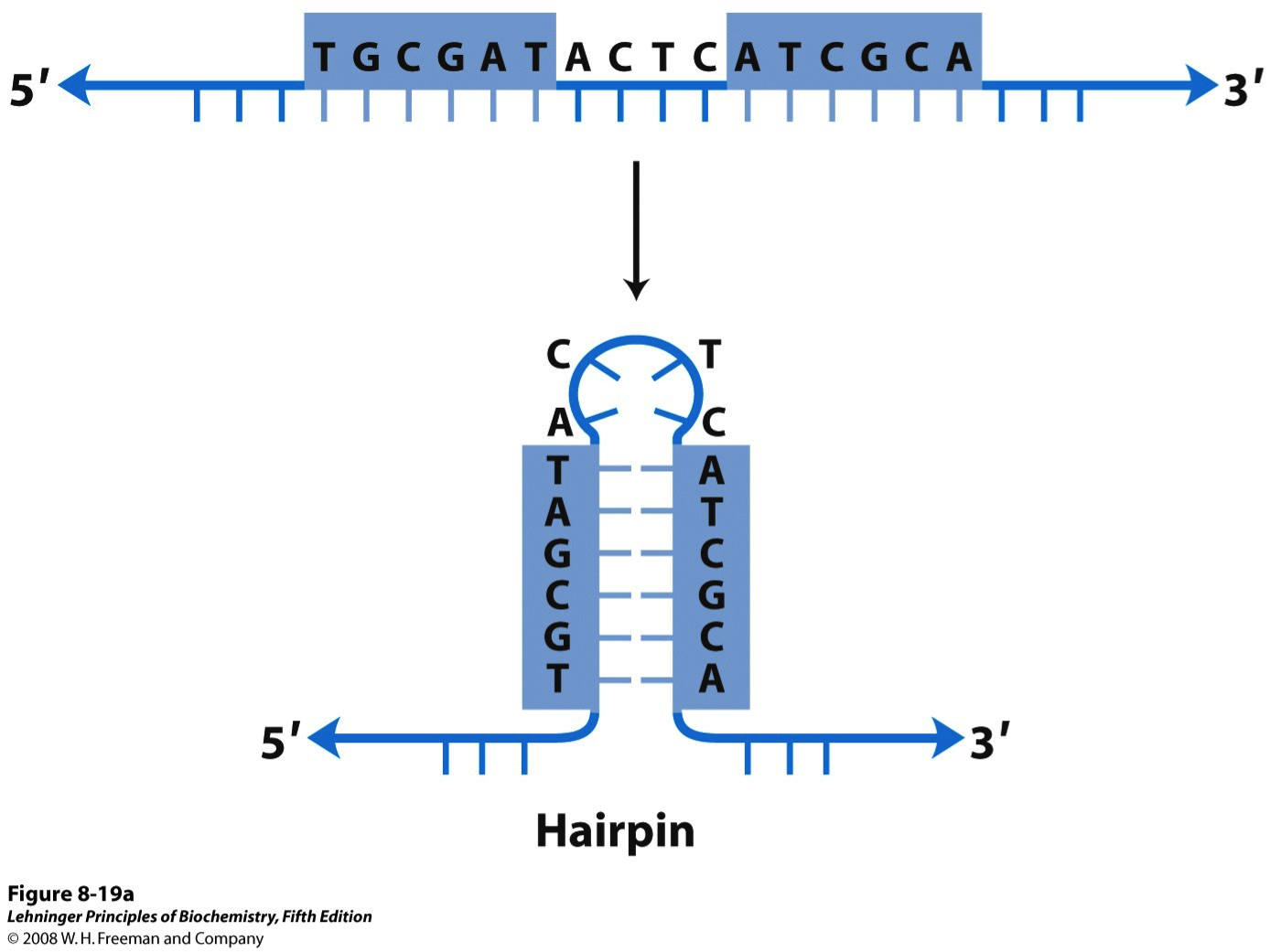 biochemistry chapter 8 2 flashcards
