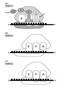 Solved The figure below shows the stage in translation when | Chegg.com