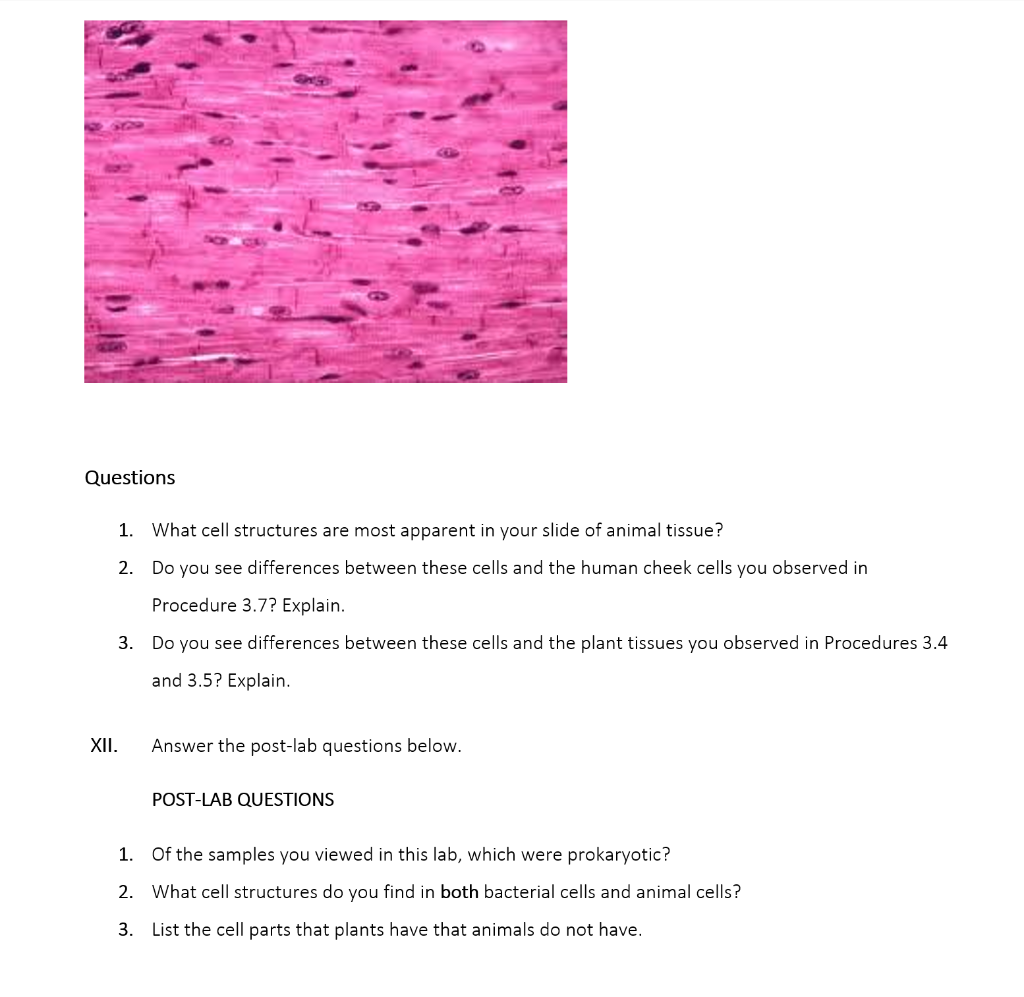 Solved Questions 1. What cell structures are most apparent 