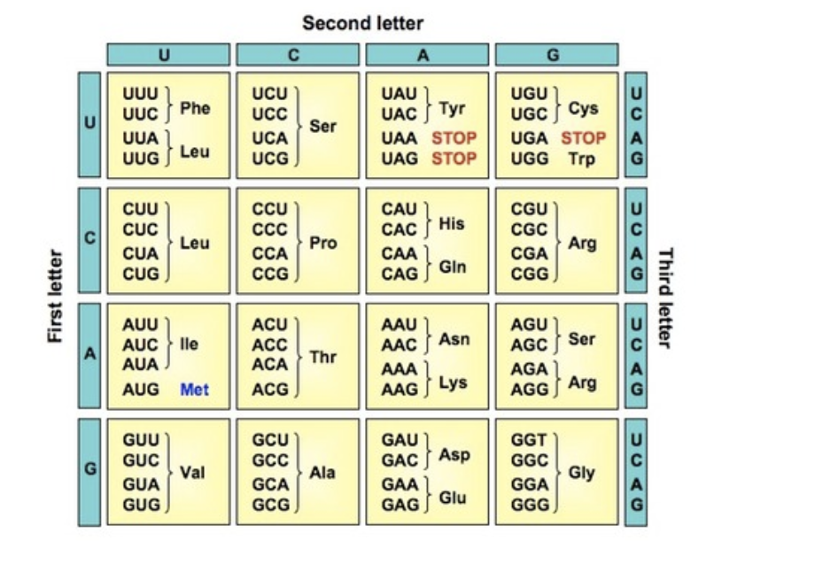 Гуа уац угц гца. Codon-Amino acid Table. Codon to Amino acid Table. DNA codon Table. Amino acid codons.