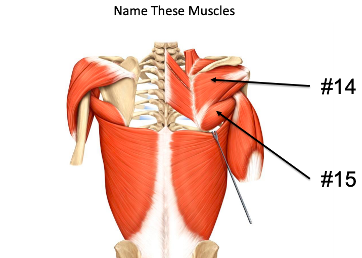 Solved Name These Muscles #14 #15 | Chegg.com