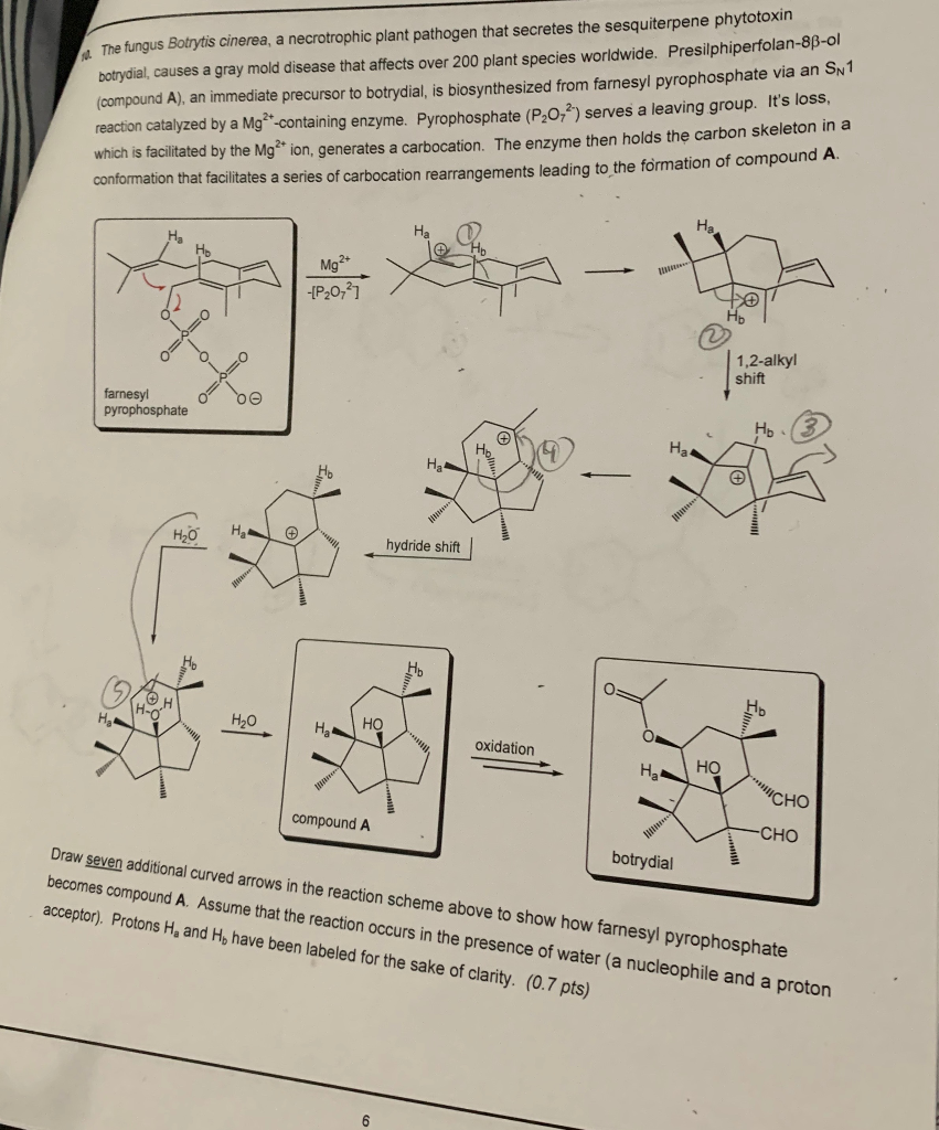 Botryoid Process The fungus Botrytis cinerea, a necrotrophic plant | Chegg.com