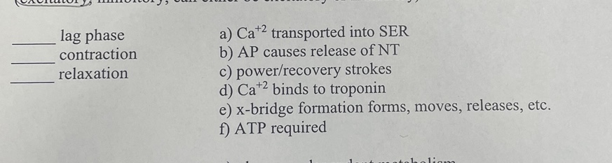 Solved lag phasea) Ca+2 ﻿transported into SERcontractionb) | Chegg.com