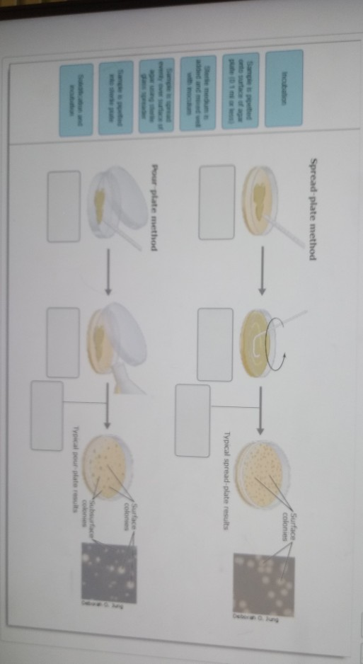 Solved Spreadplate method Surface colonies Typical