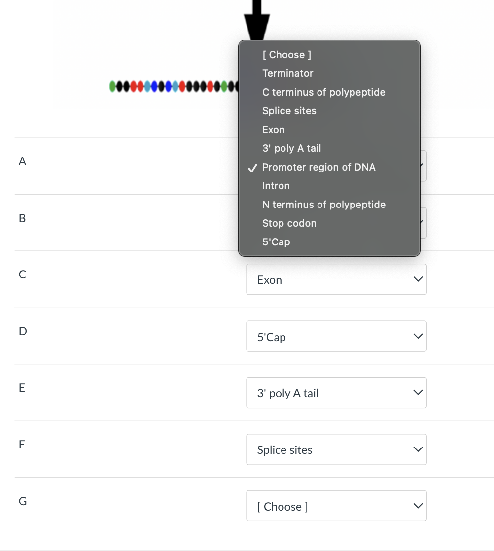 Solved D 5'Cap E 3' poly A tail F Splice sites G [Choose] | Chegg.com