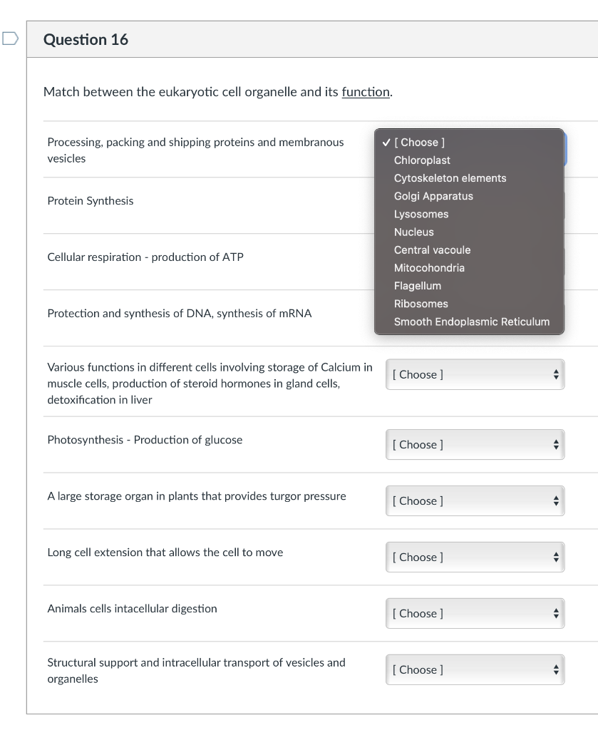Solved Question 16 Match between the eukaryotic cell | Chegg.com