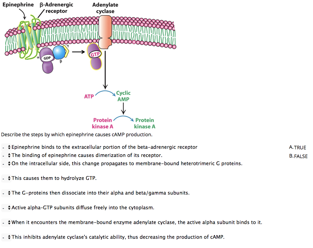 Epinephrine B-Adrenergic Adenylate Cyclase Receptor | Chegg.com