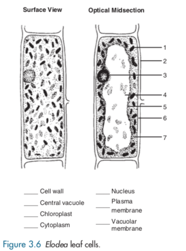 Elodea Cells Labeled Vacuole