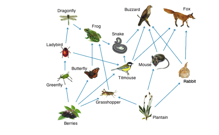 Solved According to the foodweb, the frog is a: (choose ALL | Chegg.com