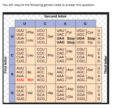Gu Element Solved If the sequence of an mRNA molecule is: 5' AUG GGA | Chegg.com