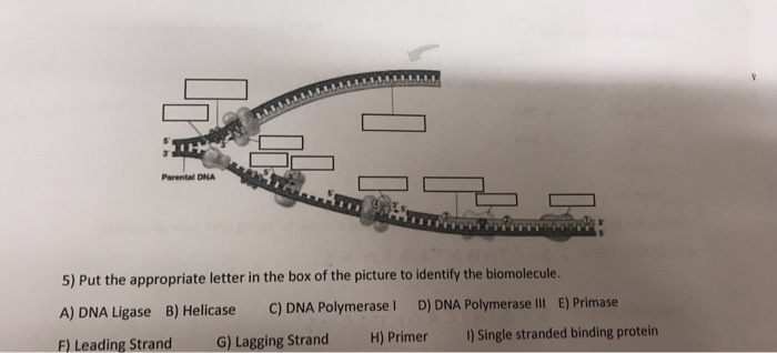 Solved Parental DNA 5) Put the appropriate letter in the box | Chegg.com