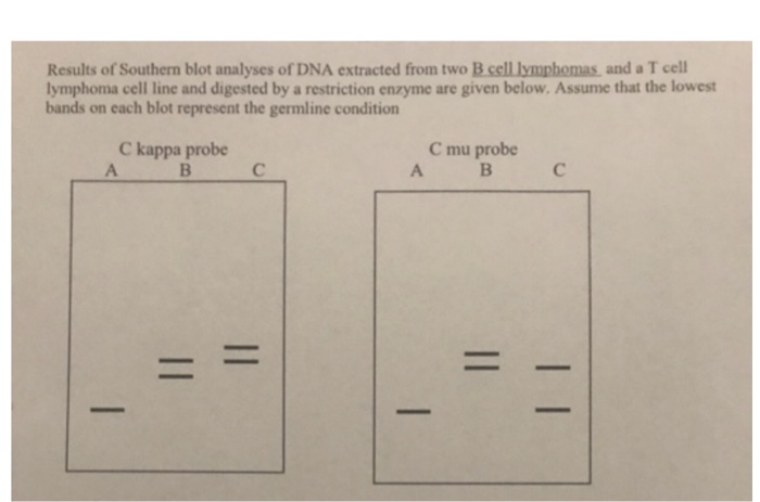 Southern Blot Results